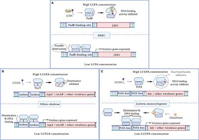 Long Chain Fatty Acids and Virulence Repression in Intestinal Bacterial Pathogens